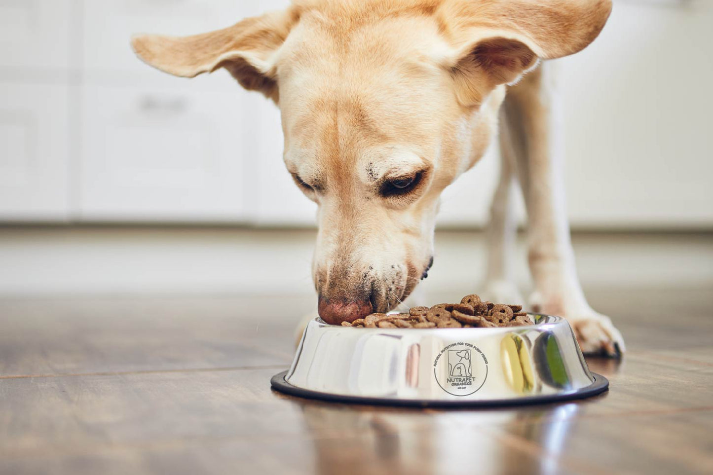 NutraPet Stainless Steel Dog Bowl